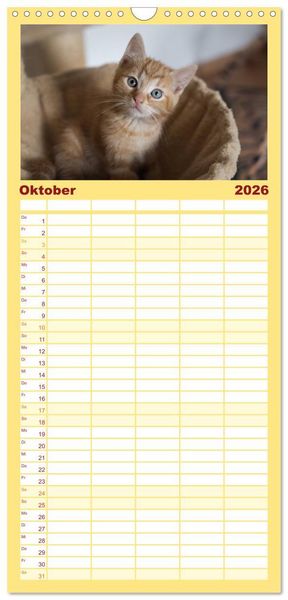 Produktbild: Familienplaner 2026 - Tierschutzkatzen vom TSV-Neuss - Gro&szlig;es Gl&uuml;ck auf sanften Pfoten mit 5 Spalten (Wandkalender, 21 x 45 cm) CALVENDO