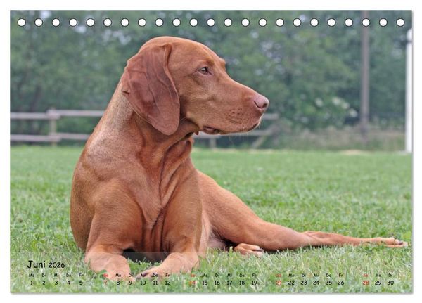 Produktbild: Magyar Vizsla - pure Lebensfreude (Tischkalender 2026 DIN A5 quer), CALVENDO Monatskalender