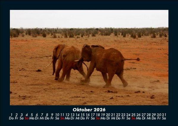 Produktbild: Elefanten 2026 Fotokalender DIN A5