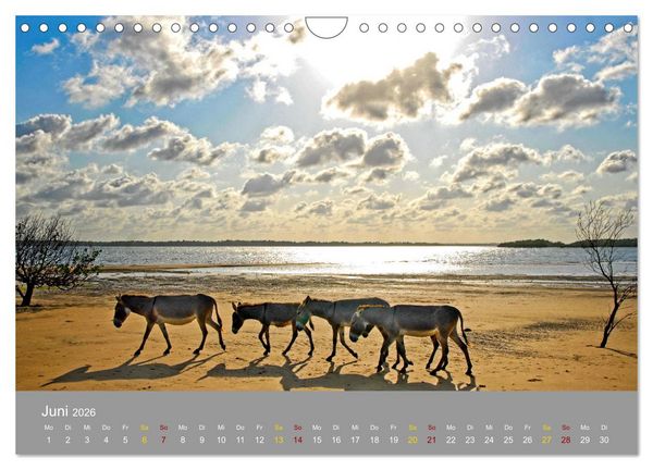 Produktbild: Lamu - Geheimtipp in Kenia (Wandkalender 2026 DIN A4 quer), CALVENDO Monatskalender