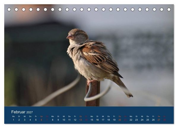 Produktbild: Spatzen-Kalender (Tischkalender 2027 DIN A5 quer), CALVENDO Monatskalender
