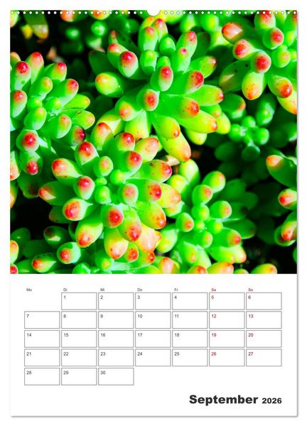 Produktbild: Dornige Sch&ouml;nheiten - Kakteen und Sukkulenten (hochwertiger Premium Wandkalender 2026 DIN A2 hoch), Kunstdruck in Hochglanz