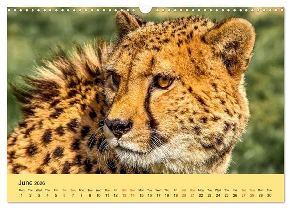 Produktbild: Just Big Cats (Wall Calendar 2026 DIN A3 landscape), CALVENDO 12 Month Wall Calendar