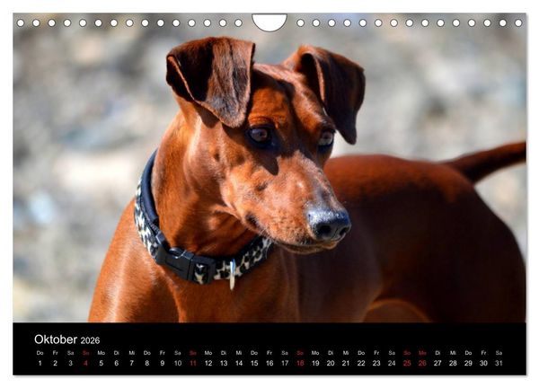 Produktbild: Deutscher Pinscher (Wandkalender 2026 DIN A4 quer), CALVENDO Monatskalender