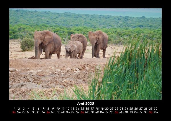 Produktbild: Elefanten 2025 Fotokalender DIN A3