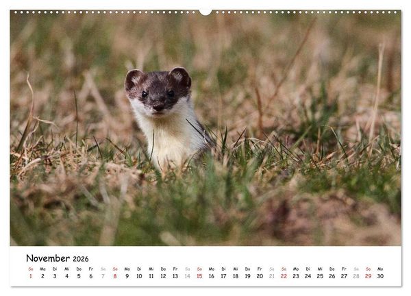 Produktbild: Hermelin - das wieselflinke Raubtier (hochwertiger Premium Wandkalender 2026 DIN A2 quer), Kunstdruck in Hochglanz