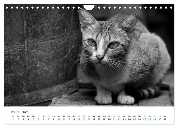 Produktbild: Chats de Santorin - Les princes d'Oia en noir et blanc (Calendrier mural 2026 DIN A4 vertical), CALVENDO calendrier mensuel