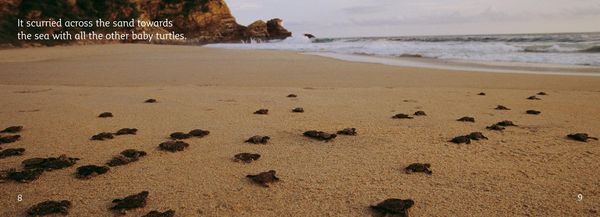 Produktbild: The Baby Turtle