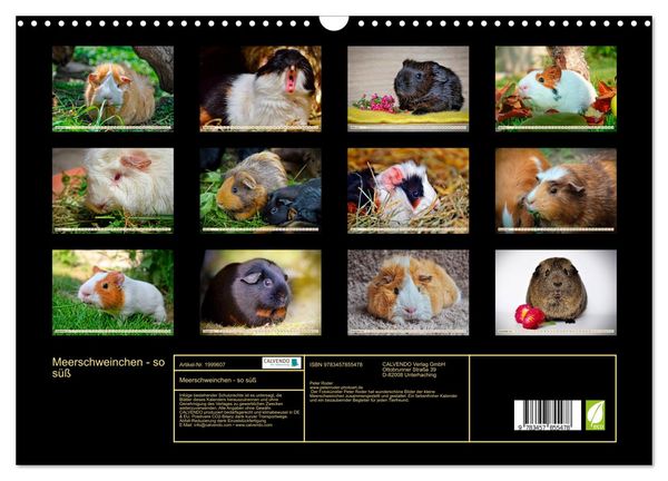 Produktbild: Meerschweinchen - so s&uuml;&szlig; (Wandkalender 2026 DIN A3 quer), CALVENDO Monatskalender