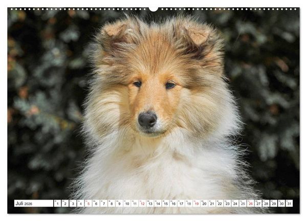 Produktbild: Colliewelpen - kleine Collies erobern die Welt (Wandkalender 2026 DIN A2 quer), CALVENDO Monatskalender