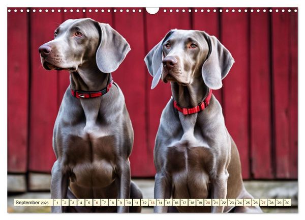 Produktbild: Weimaraner - der ideale Jagdbegleiter (Wandkalender 2026 DIN A3 quer), CALVENDO Monatskalender