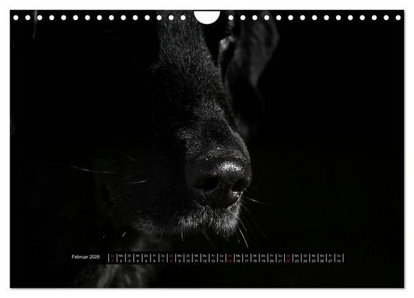 Produktbild: Flatcoated Retriever Black Edition (Wandkalender 2026 DIN A4 quer), CALVENDO Monatskalender
