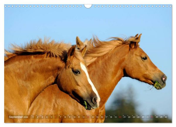 Produktbild: Haflinger Sch&ouml;nheiten (Wandkalender 2026 DIN A3 quer), CALVENDO Monatskalender