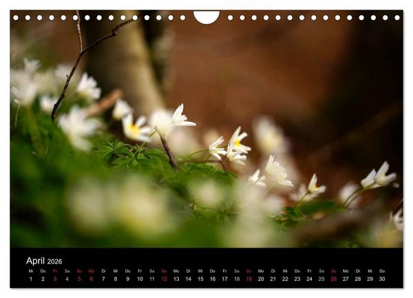 Produktbild: Mysterium Wald (Wandkalender 2026 DIN A4 quer), CALVENDO Monatskalender