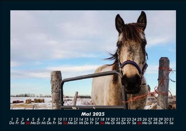 Produktbild: Pferde Kalender 2025 Fotokalender DIN A5