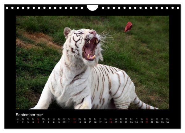 Produktbild: Welt der Katzen - Tiger (Wandkalender 2027 DIN A4 quer), CALVENDO Monatskalender