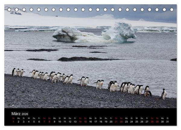 Produktbild: Pinguine - sympathische Fracktr&auml;ger im eisigen S&uuml;den (Tischkalender 2026 DIN A5 quer), CALVENDO Monatskalender