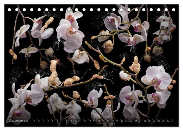 Produktbild: Orchidea (Tischkalender 2026 DIN A5 quer), CALVENDO Monatskalender
