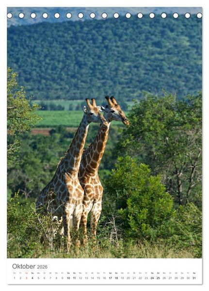 Produktbild: Giraffen - Die Grazien in Afrikas Savannen (Tischkalender 2026 DIN A5 hoch), CALVENDO Monatskalender