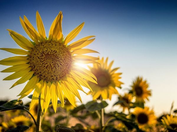 Produktbild: CALVENDO Puzzle Sonnenblumen | 1000 Teile Lege-Gr&ouml;&szlig;e 64x48cm Foto-Puzzle f&uuml;r gl&uuml;ckliche Stunden