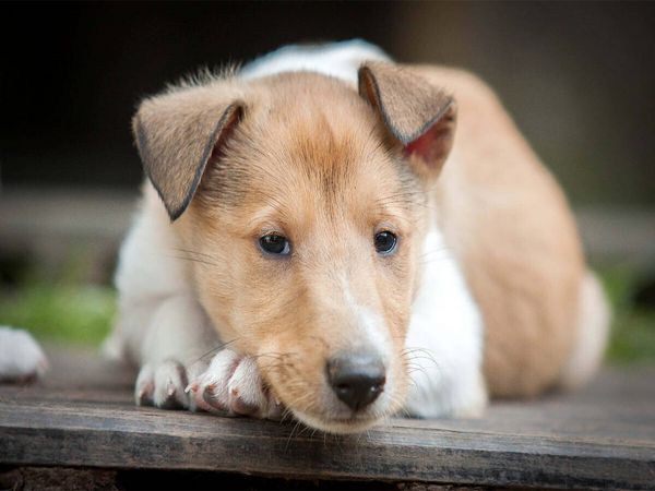 Produktbild: CALVENDO Puzzle Kurzhaarcollie-Welpe | 1000 Teile Lege-Gr&ouml;&szlig;e 64x48cm Foto-Puzzle f&uuml;r gl&uuml;ckliche Stunden