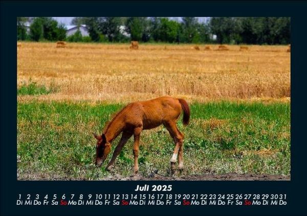 Produktbild: Pferdegefl&uuml;ster 2025 Fotokalender DIN A5