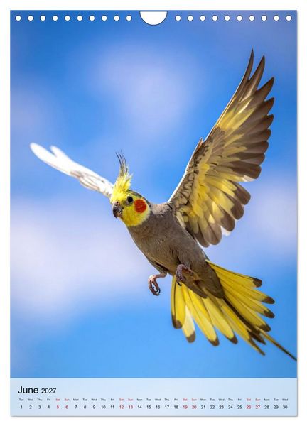 Produktbild: Cockatiel Dreams (Wall Calendar 2027 DIN A4 portrait), CALVENDO 12 Month Wall Calendar