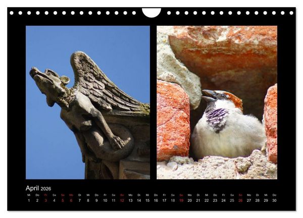 Produktbild: Ulmer Spatzen (Wandkalender 2026 DIN A4 quer), CALVENDO Monatskalender