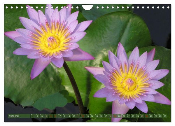 Produktbild: Magnifiques n&eacute;nuphars (Calendrier mural 2026 DIN A4 vertical), CALVENDO calendrier mensuel
