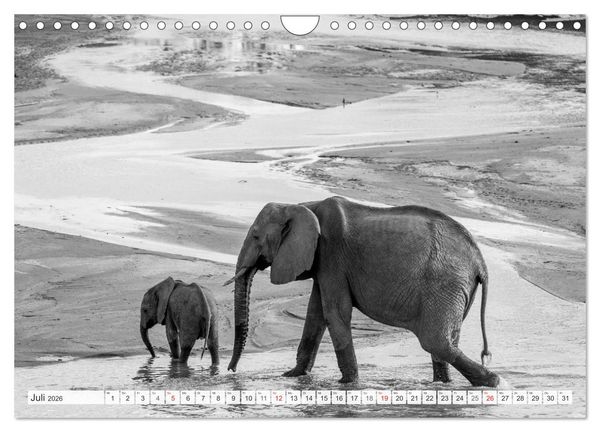 Produktbild: Emotionale Momente: Elefanten in black & white (Wandkalender 2026 DIN A4 quer), CALVENDO Monatskalender
