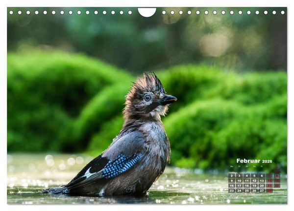 Produktbild: V&ouml;gel in heimischen W&auml;ldern (Wandkalender 2026 DIN A4 quer), CALVENDO Monatskalender