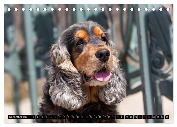 Produktbild: English Cocker Spaniel - Fr&ouml;hliche Gesellen (Tischkalender 2026 DIN A5 quer), CALVENDO Monatskalender