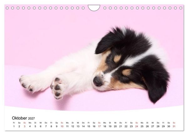 Produktbild: S&uuml;&szlig;e Tr&auml;ume 2027 - schlafende Hundewelpen (Wandkalender 2027 DIN A4 quer), CALVENDO Monatskalender