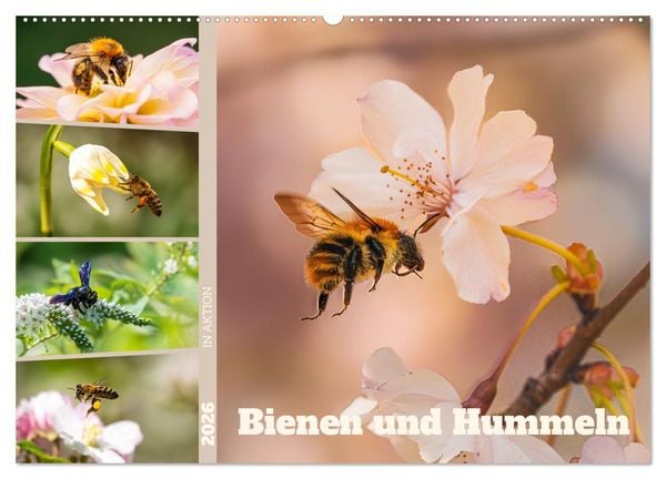 Produktbild: Bienen und Hummeln in Aktion (Wandkalender 2026 DIN A2 quer), CALVENDO Monatskalender