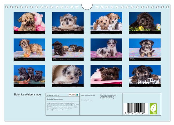 Produktbild: Bolonka Welpenstube (Wandkalender 2026 DIN A4 quer), CALVENDO Monatskalender