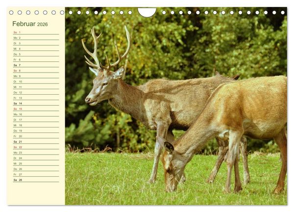 Produktbild: Begegnungen. DER HIRSCH (Wandkalender 2026 DIN A4 quer), CALVENDO Monatskalender
