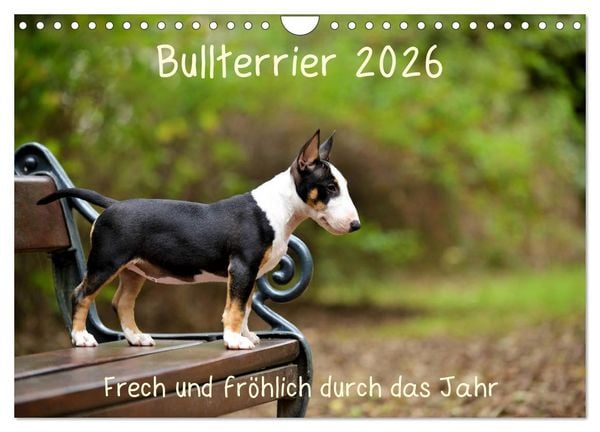 Produktbild: Bullterrier 2026 Frech und fr&ouml;hlich durch das Jahr (Wandkalender 2026 DIN A4 quer), CALVENDO Monatskalender