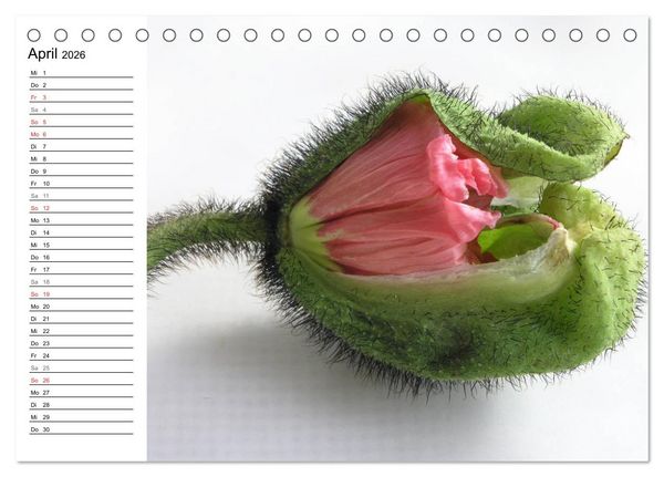 Produktbild: Mohn im Portr&auml;t (Tischkalender 2026 DIN A5 quer), CALVENDO Monatskalender