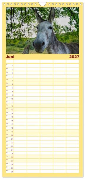 Produktbild: Familienplaner 2027 - Liebenswerte Esel mit 5 Spalten (Wandkalender, 21 x 45 cm) CALVENDO