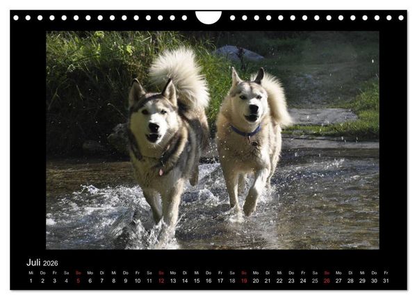 Produktbild: Husky-Kalender (Wandkalender 2026 DIN A4 quer), CALVENDO Monatskalender