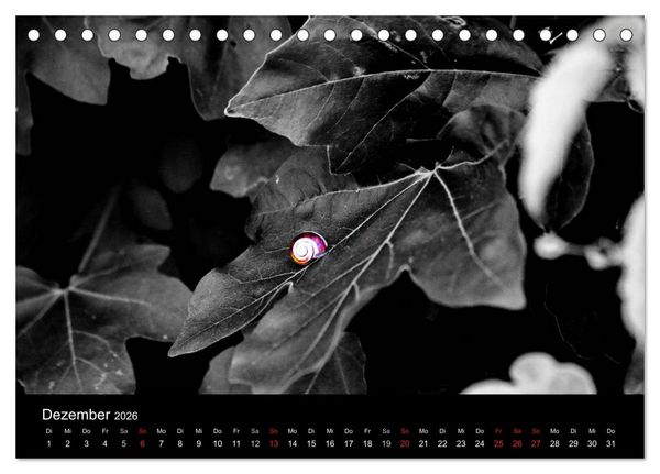 Produktbild: Farbtupfer (Tischkalender 2026 DIN A5 quer), CALVENDO Monatskalender