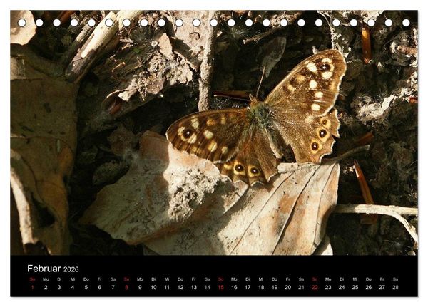 Produktbild: Heimische Schmetterlinge (Tischkalender 2026 DIN A5 quer), CALVENDO Monatskalender