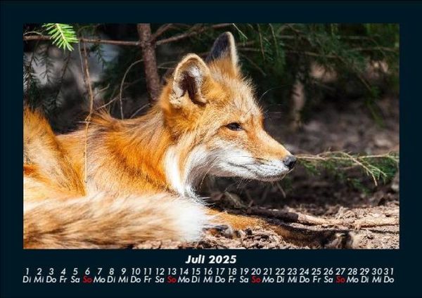 Produktbild: Tierkalender 2025 Fotokalender DIN A5