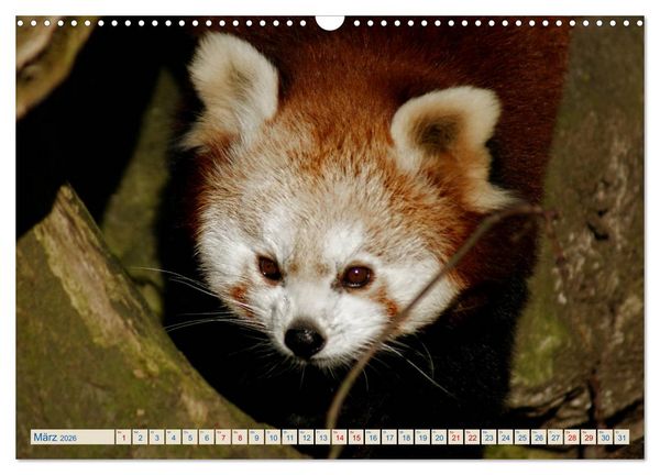 Produktbild: Kleiner Panda auf Entdeckungstour (Wandkalender 2026 DIN A3 quer), CALVENDO Monatskalender
