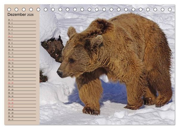 Produktbild: B&auml;ren. Unterwegs mit Meister Petz (Tischkalender 2026 DIN A5 quer), CALVENDO Monatskalender