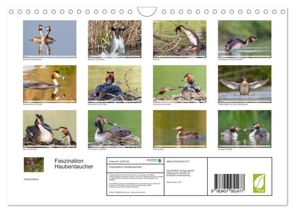 Produktbild: Faszination Haubentaucher (Wandkalender 2026 DIN A4 quer), CALVENDO Monatskalender