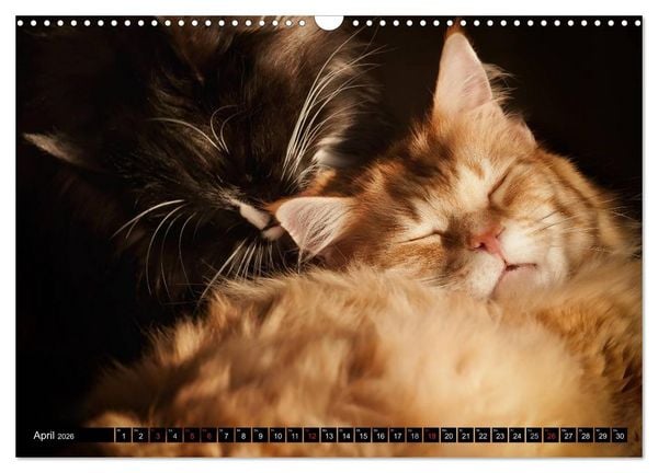 Produktbild: KATZEN Beautys (Wandkalender 2026 DIN A3 quer), CALVENDO Monatskalender