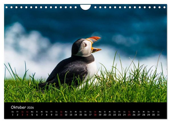 Produktbild: Die Papageientaucher von Mykines (Wandkalender 2026 DIN A4 quer), CALVENDO Monatskalender