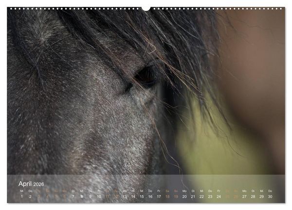 Produktbild: Islandpferde - Der T&ouml;lt Kalender (Wandkalender 2026 DIN A2 quer), CALVENDO Monatskalender