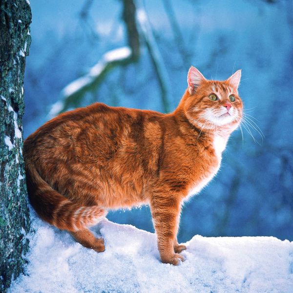 Produktbild: Cool Cats 2027